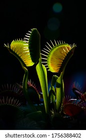 Venus flytrap plants with green and red leaves,Red Dragon Venus Flytrap .
