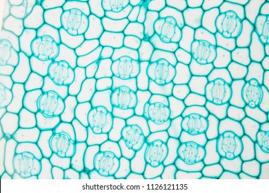 371 Stomata Under Microscope Images, Stock Photos & Vectors | Shutterstock