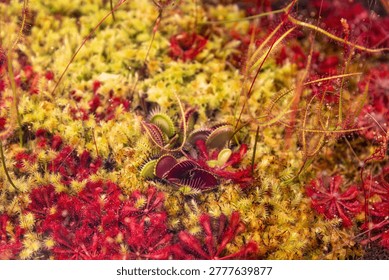 Venus flytrap surrounded by moss and sundews in peaty bog habitat.