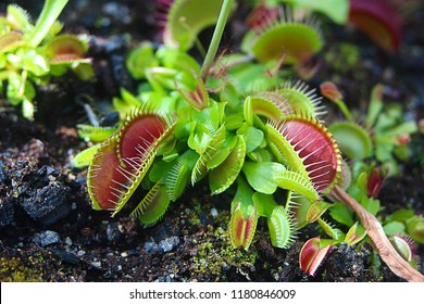 The Venus flytrap (Venus's flytrap or Venus' flytrap, Dionaea muscipula)  carnivorous plant, macro photography, exotic tropical floral pic. 