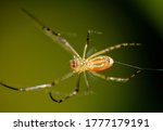 Venusta Orchard male spider weaving a web. Leucauge Argyrobapta.