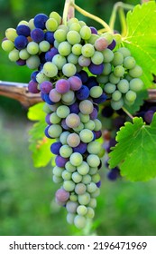 Veraison Syrah Shiraz Grape Vineyard