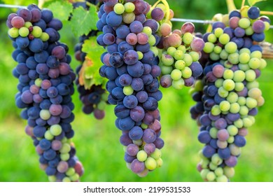 Veraison Syrah Shiraz Grape Vineyard