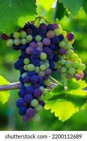 Veraison Syrah Shiraz Grape Vineyard