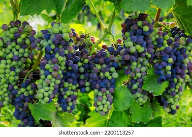 Veraison Syrah Shiraz Grape Vineyard