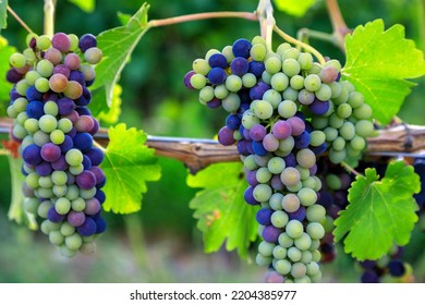 Veraison Syrah Shiraz Grape Vineyard