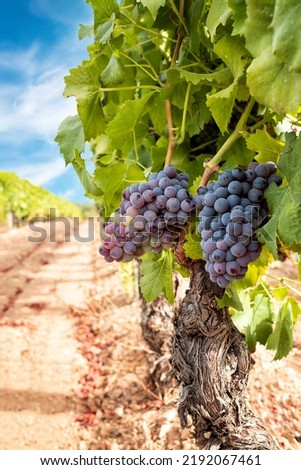 Veraison in a vineyard. Bunches of grapes with berries that begin the ripening phase. Traditional agriculture. Sardinia.