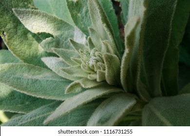 Verbascum Mullein Herb Leaves