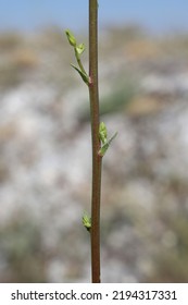 Verbascum Nobile, Scrophulariaceae. Wild Plant Shot In Summer.