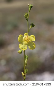 Verbascum Nobile, Scrophulariaceae. Wild Plant Shot In Summer.