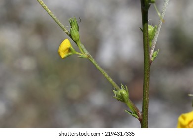 Verbascum Nobile, Scrophulariaceae. Wild Plant Shot In Summer.