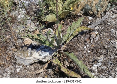 Verbascum Nobile, Scrophulariaceae. Wild Plant Shot In Summer.