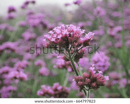 Similar – Beach lilacs from the frog’s perspective on Hallig Gröde