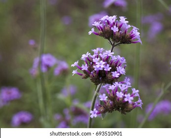 Verbena bonariensis flower
