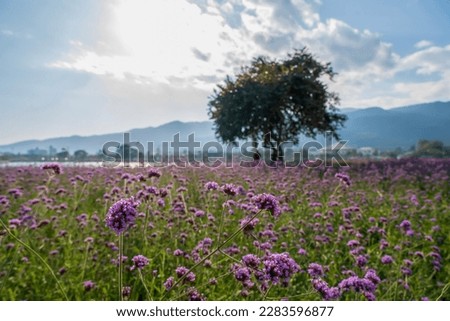 Verbena bonariensis flower Verbena bonariensis, small, brightly colored, purple flowers, field of purple flowers, Verbena bonariensis flowers field.