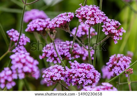 Image, Stock Photo Garden verbena in a flower box
