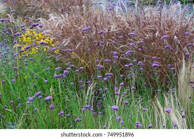 Verbena Bonariensis And Grasses