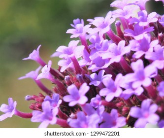 Verbena Bonariensis 'Lollipop'