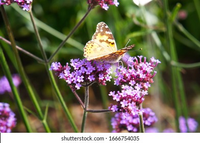 Verbena Bonariensis Lollipop Purple Flowers With Yellow Argynnis Paphia Butterfly On It