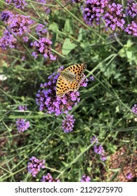 Verbena Bonariensis Lollipop Purple Flowers And Yellow Argynnis Paphia Butterfly On It