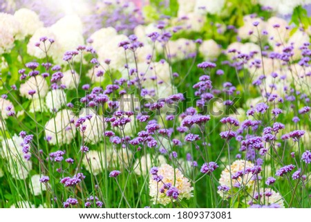 Similar – Image, Stock Photo Garden verbena in a flower box