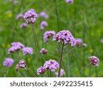 Verbena bonariensis purple flowers with decorative stems. Purpletop vervain ornamental flowering plant. Tall verbena pollinator-host fragrant inflorescences 