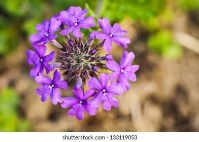 Verbena Canadensis (Homestead Purple)