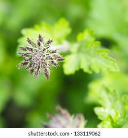 Verbena Canadensis (Homestead Purple)