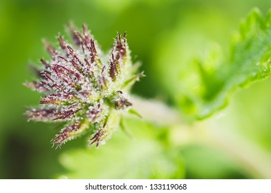 Verbena Canadensis (Homestead Purple)