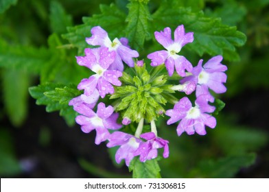 Verbena Canadensis Homestead Purple Flowers With Green