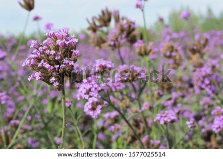 Similar – Beach lilacs from the frog’s perspective on Hallig Gröde