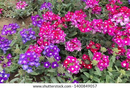 Similar – Image, Stock Photo Garden verbena in a flower box