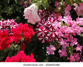 Verbena Flower In The Garden In Summer