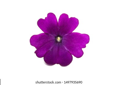 Verbena Flower Isolated On White Background