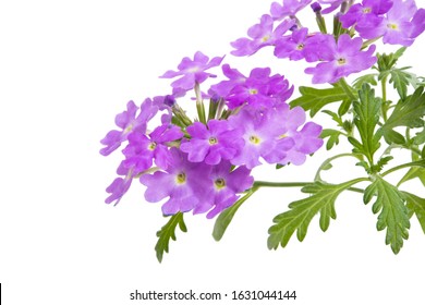 Verbena Flower Isolated On White Background