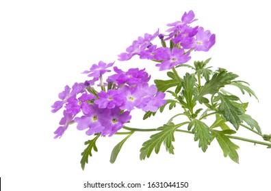 Verbena Flower Isolated On White Background