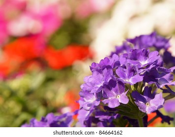 Verbena Hybrida, Blue Flower