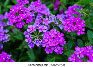 Verbena Hybrida In The Garden.