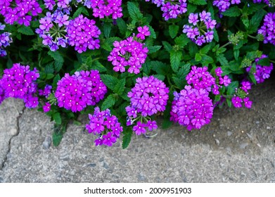 Verbena Hybrida In The Garden.