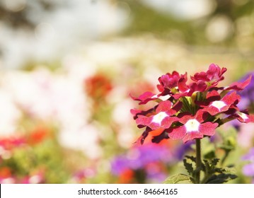 Verbena Hybrida, Red Flower