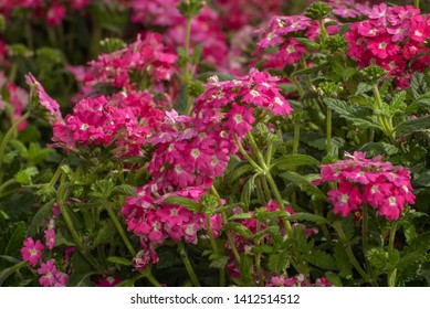 Verbena Hybrida Temari. Popular Ornamental Plant For Gardens, Parks, Balcony. Landscape Design Concept. Close Up