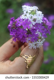 Verbena Lollipop Flowers Bunch Gift