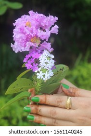 Verbena Lollipop Flowers Bunch Gift