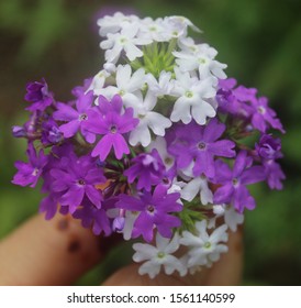 Verbena Lollipop Flowers Bunch Gift