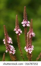 Verbena Officinalis