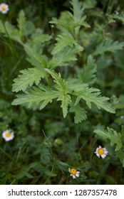 Verbena Officinalis Fresh Leaves