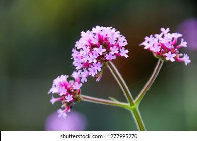 Verbena Officinalis In The Garden.