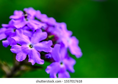 Verbena Officinalis L In The Park