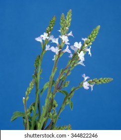 Verbena; Officinalis; Vervain