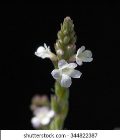 Verbena; Officinalis; Vervain